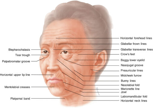 Anatomy of the Face for Filler and BTX Injection