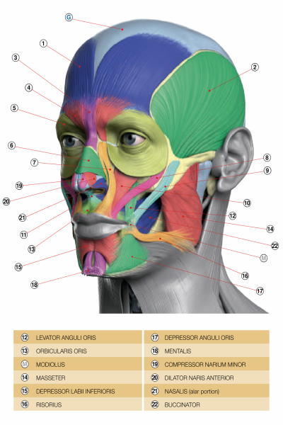Facial muscles
