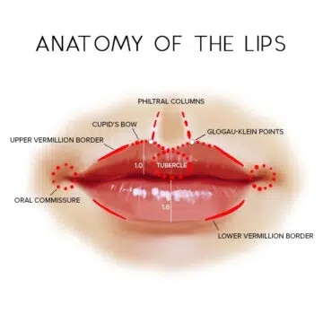 Lip Anatomy: An Infographic Guide