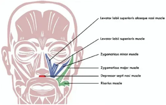 infograph gummy smile muscles