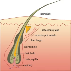 hair follicle anatomy