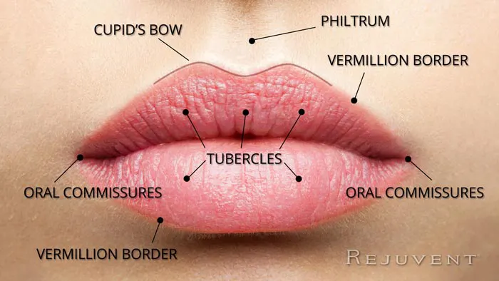 lip anatomy