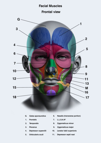Upper face muscles Botox
